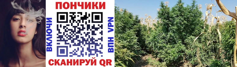 Конопля семена цена наркотик Нижний Тагил